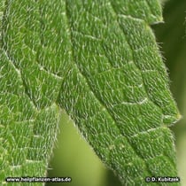 Echtes Herzgespann (Leonurus cardiaca), Blatt mit Haaren