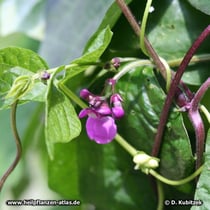 Garten-Bohne (Phaseolus vulgaris)