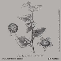 Echter Eibisch; Althaea officinalis; Historisches Bild
