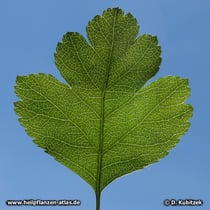 Zweigriffeliger Weißdorn (Crataegus laevigata): Das Blatt ist nur schwach gelappt, die Blattlappen sind breit und fast rund.