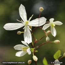 Chinesische Waldrebe