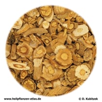 Färberwaidwurzel (Isatidis radix). TCM-Name: Banlangen.