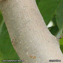Chinesischer Guttaperchabaum (Eucommia ulmoides), Borke eines jungen Baumes