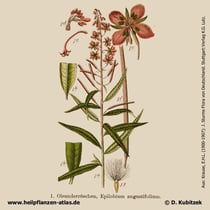 Schmalblättriges Weidenröschen, Epilobium angustifolium, Historisches Bild