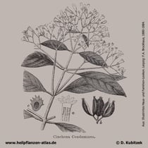 Gelber Chinarindenbaum (Cinchona calisaya)