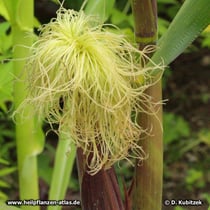 Mais (Zea mays)