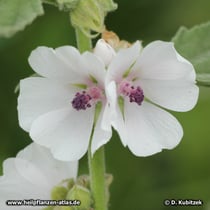 Eibisch (Echter Eibisch, Althaea officinalis)