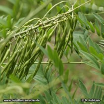 Schnurbaum (Sophora flavescens), Zweig mit Früchten