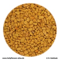 Bockshornsamen (Trigonellae foenugraeci semen)