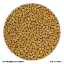 Weiße Senfsamen (Erucae Semen)