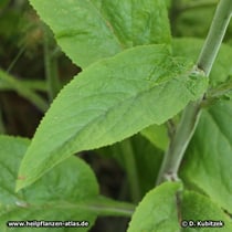 Roter Fingerhut (Digitalis purpurea), Blattansatz