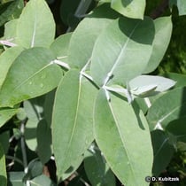 Eukalyptusbaum (Eucalyptus globulus), Blätter (Primärblätter)