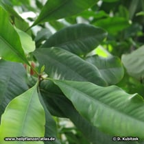 Blätter des Gewürznelkenbaums (Syzygium aromaticum)