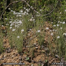  Huflattich (Tussilago farfara)