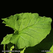 Himalayascharte (Saussurea costus), Blatt