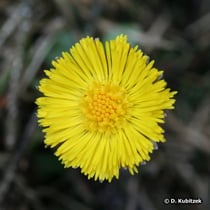 Huflattich (Tussilago farfara), Blütenkopf (Blütenkorb)