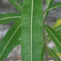 Schmalblättriges Weidenröschen (Epilobium angustifolium), Blatt
