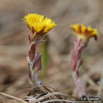Huflattich  (Tussilago farfara): Die Blüten erscheinen vor den Blättern.chsform