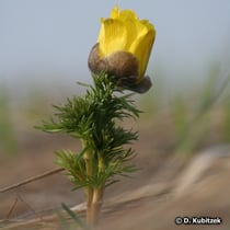 Frühlings-Adonisröschen (Adonis vernalis)