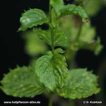 Krauseminze (Mentha aquatica var. crispa)