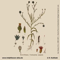 Kornblume (Centaurea cyanus), historisches Bild