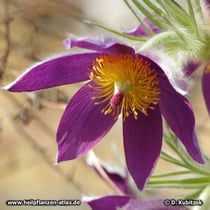 Chinesische Küchenschelle (Pulsatilla chinensis)