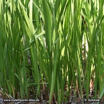 Kalmus (Acorus calamus), Wuchsform