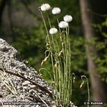 Huflattich (Tussilago farfara), Samenstände