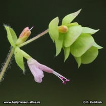 Diptamdost (Origanum dictamnus)