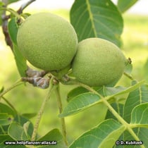 Walnuss (Echte Walnuss, Juglans regia)