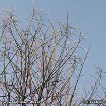 Reif-Weide (Salix daphnoides): Die Blüten erscheinen früh im Jahr (hier: März) vor den Blättern.