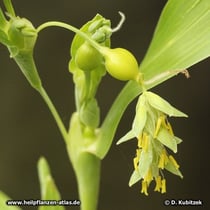 Hiobsträne (Coix lacrima jobi)