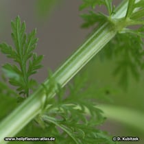 Einjähriger Beifuß (Artemisia annua): Die Stängel sind längs gefurcht.