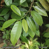 Muskatnussbaum (Myristica fragrans), Blätter