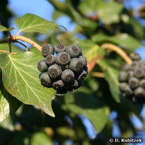 Efeu (Gewoehnlicher Efeu, Hedera helix)