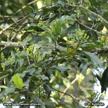 Gewürznelkenbaum (Syzygium aromaticum) Zweig mit Blütenknospen