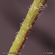 Schmalblättrigen Sonnenhuts (Echinacea angustifolia), behaarter Stängel 