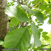 Schnabel-Esche (Fraxinus rhynchophylla), Blatt