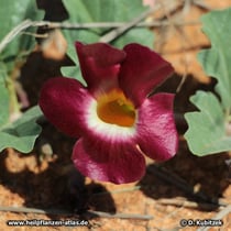 Teufelskralle (Harpagophytum zeyheri): Blüte mit dunkler Farbe.