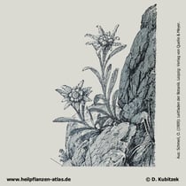 Alpen-Edelweiss (Leontopodium nivale ssp. alpinum). Historisches Bild.