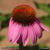 Purpurfarbener Sonnenhut (Echinacea purpurea)