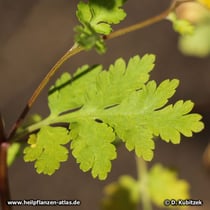 Mutterkraut (Tanacetum parthenium), Blatt