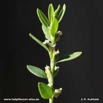 Vogelknöterich (Polygonum aviculare)