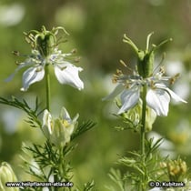 Echter Schwarzkümmel (Nigella sativa), Blüte mit wachsender Samenkapsel