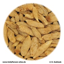 Schlangenbartwurzel (Ophiopogonis radix). TCM-Name: Maidong.