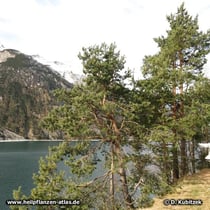 Kiefer (Gewöhnliche Kiefer, Pinus sylvestris)