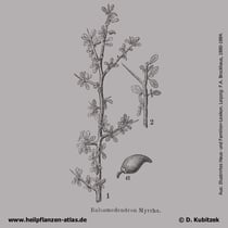 Myrrhenbaum (Commiphora molmol), historische Grafik