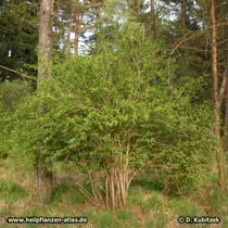Gewöhnliche Berberitze (Berberis vulgaris), Wuchsform: Strauch