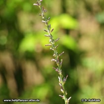 Anemarrhena asphodeloides, Bütenstand