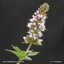 Japanische Minze (Mentha canadensis), Blütenstand